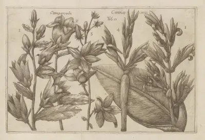 Campanula, Canna covus av Filippo Arena