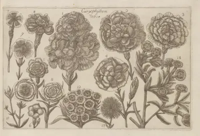 Caryophyllum av Filippo Arena