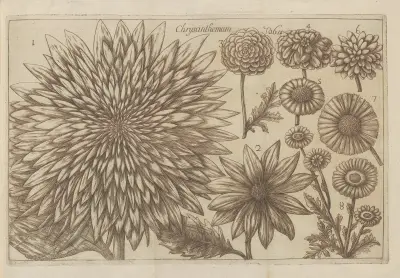 Chrysanthemum av Filippo Arena