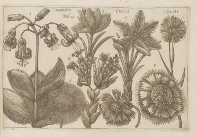 Cotyledon, Crocus, Cyanus av Filippo Arena