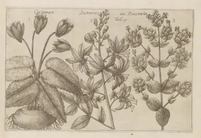 Cyclamen, Dictamus seu Fraxinella av Filippo Arena