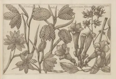 Fritillaria, Gelseminum indicum, Genista av Filippo Arena
