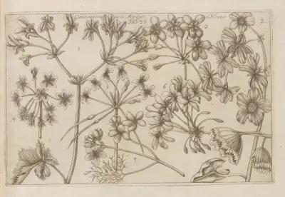 Geranium, Olens av Filippo Arena