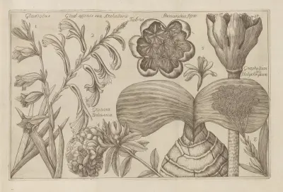 Gladiolus, Haemanthis afric, Granata Balsustia, Gnaphalium seu Helychrysum av Filippo Arena