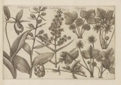 Helleborine, Helleborus, Hepatica av Filippo Arena