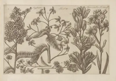 Hesperis, Hyancinthus Tuberose av Filippo Arena