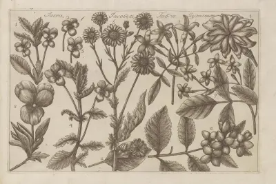 Jacea, Jacobea, Jasminum av Filippo Arena