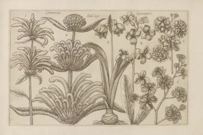 Leonurus, Leucojum av Filippo Arena