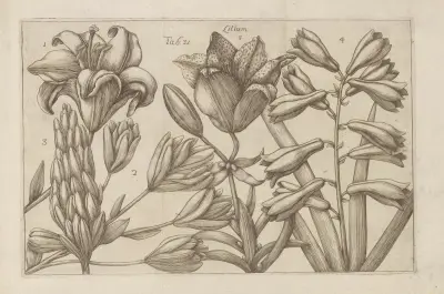 Lilium, 1767 – Nr. 2, Filippo Arena