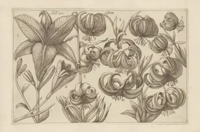 Lilium, 1767 – Nr. 5, Filippo Arena