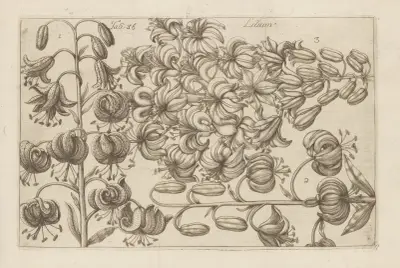 Lilium, 1767 – č. 6, Filippo Arena