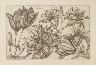Lilie, 1767 – Nr. 1, Filippo Arena