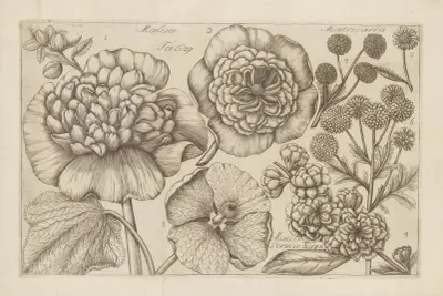 Malva, Matricaria, Malus Persica av Filippo Arena