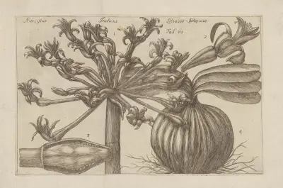 Narcissus, Indicus, Liliaceo-Sphericus av Filippo Arena
