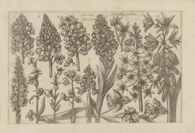 Orchis Ornithogalum av Filippo Arena