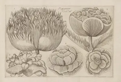 Papaver av Filippo Arena