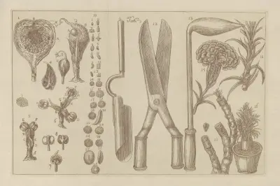 Plant Anatomy and Species, Gardening Tools av Filippo Arena