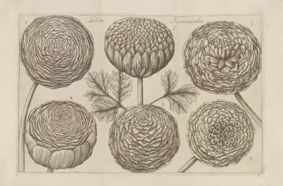 Ranunculus, 1767 – nr 2 av Filippo Arena
