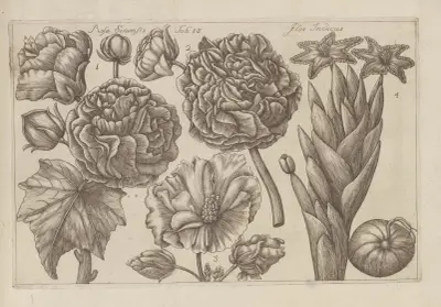 Rosa sinensis, Flos indicus av Filippo Arena