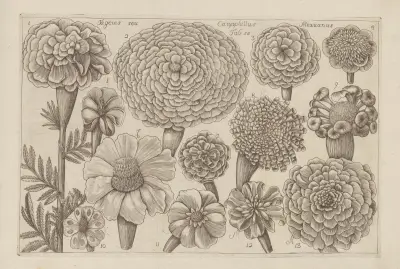 Tagetes, Caryophillus, Mexicanus av Filippo Arena