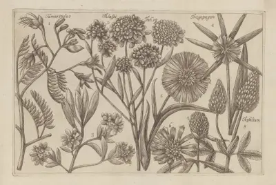 Tamarindus, Thlaspi, Tragopogon, Trifolium av Filippo Arena