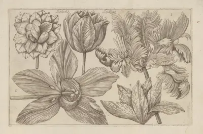 Tulipa, 1767 – nr 3 av Filippo Arena