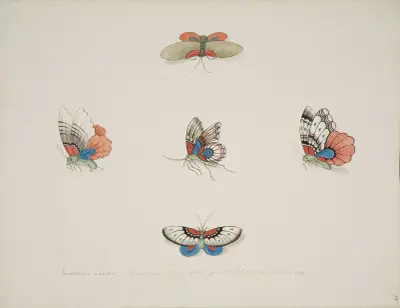 Motyle, Pierre Francois Ledoulx