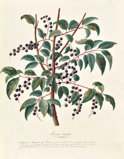 Collection du regne vegetal, arbres, forestiers et fruitiers, leurs fruits, &a Pl.06 av Pierre Francois Ledoulx