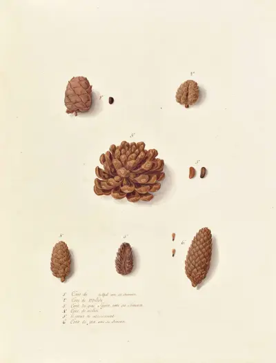Collection du regne vegetal, arbres, forestiers et fruitiers, leurs fruits, &a Pl.13 av Pierre Francois Ledoulx