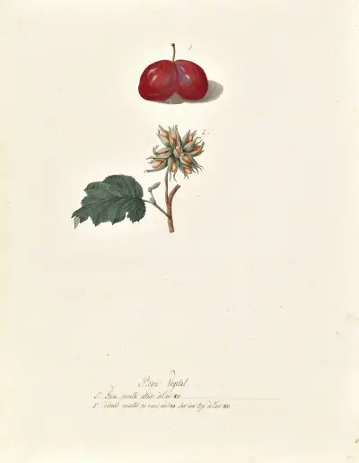 Collection du regne vegetal, arbres, forestiers et fruitiers, leurs fruits, &a Pl.19 av Pierre Francois Ledoulx