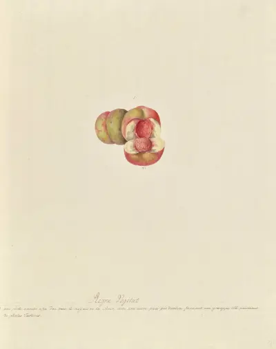 Collection du regne vegetal, arbres, forestiers et fruitiers, leurs fruits, &a Pl.21 av Pierre Francois Ledoulx