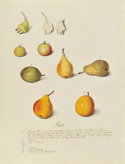 Collection du regne vegetal, arbres, forestiers et fruitiers, leurs fruits, &a Pl.24 av Pierre Francois Ledoulx