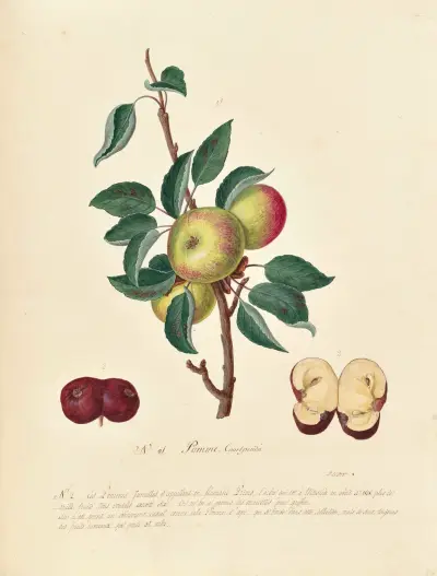 Collection du regne vegetal, arbres, forestiers et fruitiers, leurs fruits, &a Pl.36 av Pierre Francois Ledoulx