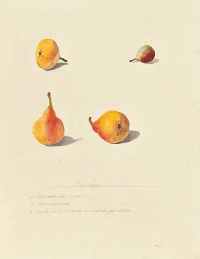 Collection du regne vegetal, arbres, forestiers et fruitiers, leurs fruits, &a Pl.27 av Pierre Francois Ledoulx