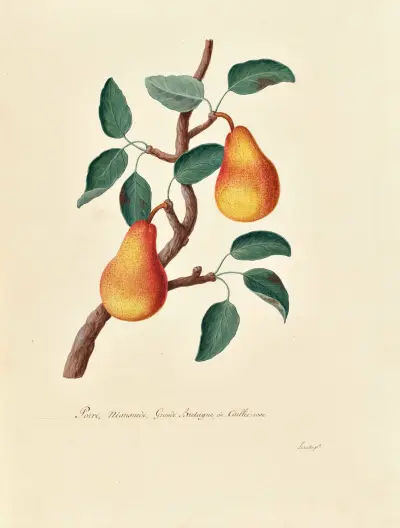 Collection du regne vegetal, arbres, forestiers et fruitiers, leurs fruits, &a Pl.23 av Pierre Francois Ledoulx