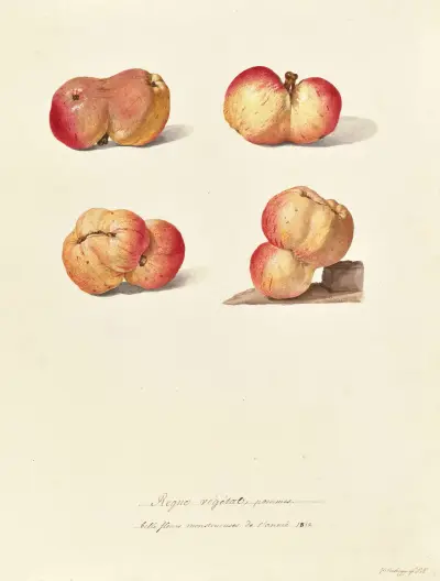 Collection du regne vegetal, arbres, forestiers et fruitiers, leurs fruits, &a Pl.33 av Pierre Francois Ledoulx