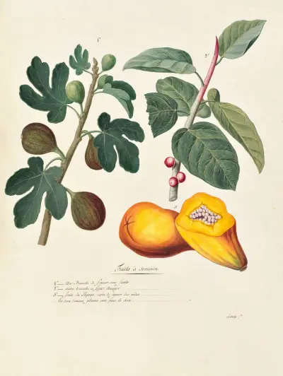 Collection du regne vegetal, arbres, forestiers et fruitiers, leurs fruits, &a Pl.39, Pierre Francois Ledoulx