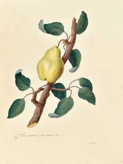 Collection du regne vegetal, arbres, forestiers et fruitiers, leurs fruits, &a Pl.29, Pierre Francois Ledoulx