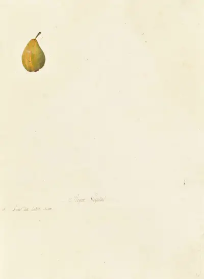 Collection du règne végétal, arbres, forestiers et fruitiers, leurs fruits, &a Pl. 28, Pierre Francois Ledoulx