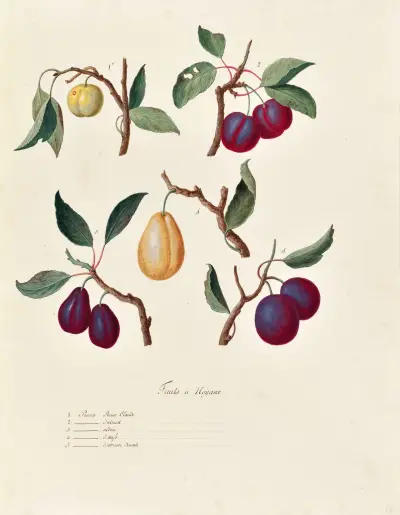 Collection du regne vegetal, arbres, forestiers et fruitiers, leurs fruits, &a Pl.20 av Pierre Francois Ledoulx