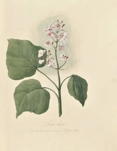 Collection du regne vegetal, arbres, forestiers et fruitiers, leurs fruits, &a Pl.02 av Pierre Francois Ledoulx