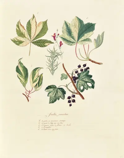 Collection du regne vegetal, arbres, forestiers et fruitiers, leurs fruits, &a Pl.15 av Pierre Francois Ledoulx