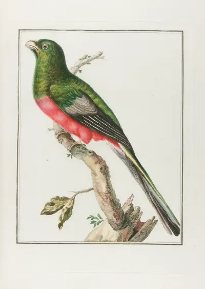 Couroulou d’afrique male … av François Levaillant
