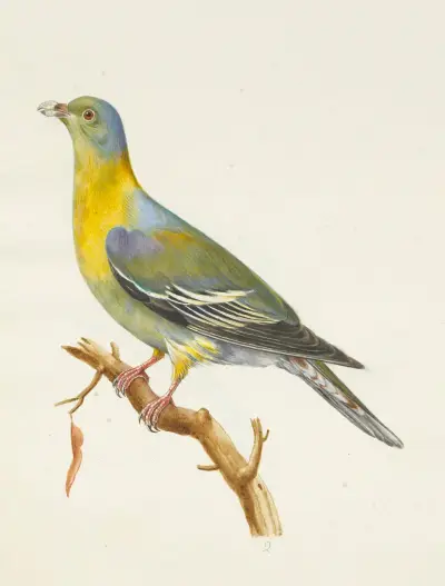 Dessins originaux de 12 pigeons étrangers, inconnus et recueillis par le voyageur Le Vaillant Pl.02 av François Levaillant