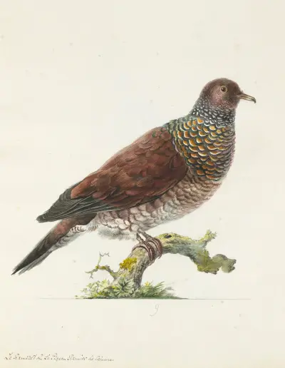 Dessins originaux de 12 pigeons étrangers, inconnus et recueillis par le voyageur Le Vaillant Pl.09 av François Levaillant