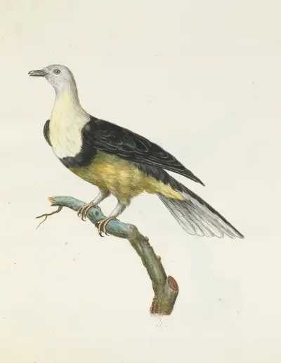 Dessins originaux de 12 pigeons étrangers, inconnus et recueillis par le voyageur Le Vaillant Pl.03 av François Levaillant
