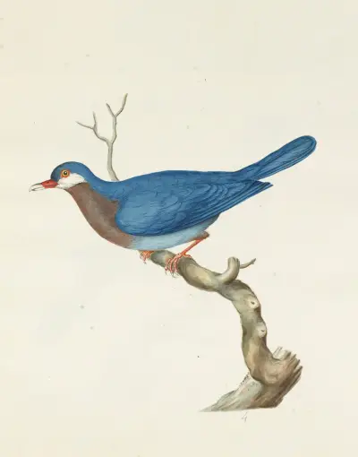 Dessins originaux de 12 pigeons étrangers, inconnus et recueillis par le voyageur Le Vaillant Pl.04 av François Levaillant