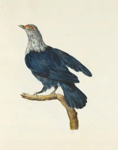 Dessins originaux de 12 pigeons étrangers, inconnus et recueillis par le voyageur Le Vaillant Pl.11 av François Levaillant