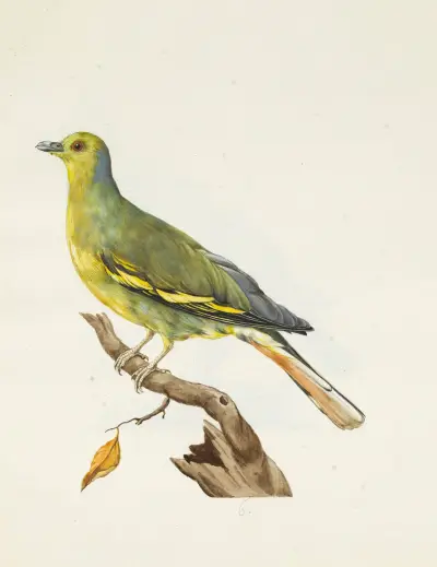 Dessins originaux de 12 pigeons étrangers, inconnus et recueillis par le voyageur Le Vaillant Pl.06 av François Levaillant