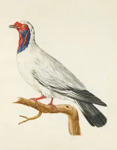 Dessins originaux de 12 pigeons étrangers, inconnus et recueillis par le voyageur Le Vaillant Pl.01 av François Levaillant